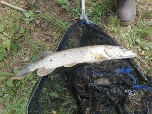 Northern Pike