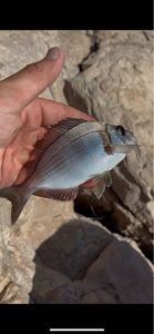 Black Seabream