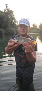 European Perch