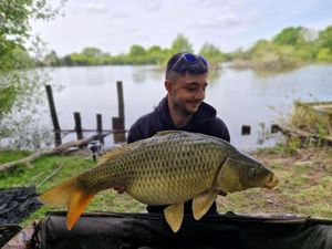 Common Carp