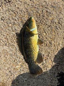 Ballan Wrasse