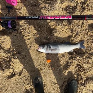 European Bass (Seabass)