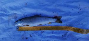 Rainbow Trout