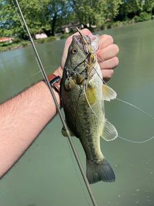 Largemouth Bass