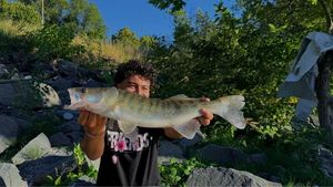 Zander