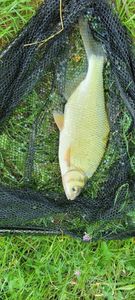 Common Bream