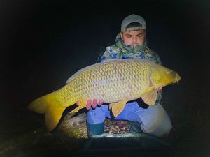 Common Carp