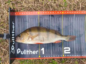 European Perch