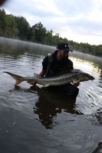 Sturgeon