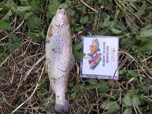 Brown Trout