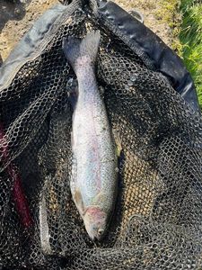 Rainbow Trout