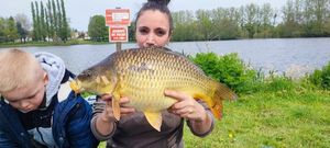 Common Carp