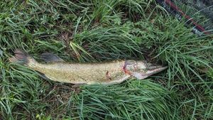 Northern Pike