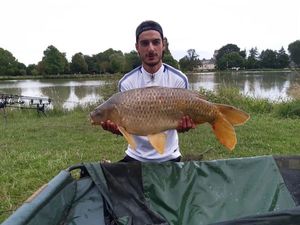 Common Carp