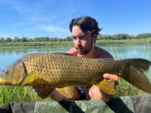 Common Carp