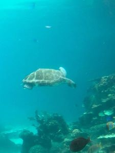 Loggerhead Sea Turtle