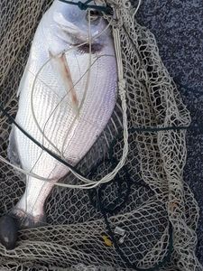 Gilthead Seabream