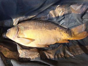 Mirror Carp