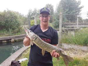 Northern Pike
