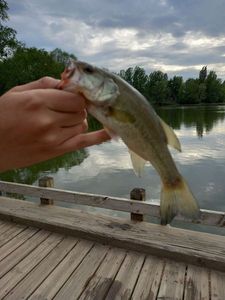 Largemouth Bass