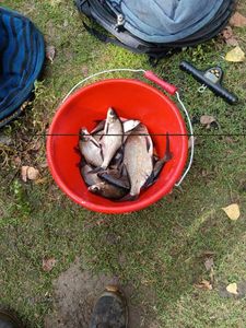 Common Bream