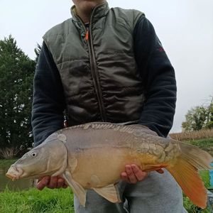 Mirror Carp