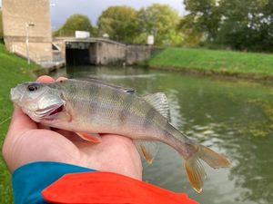 European Perch