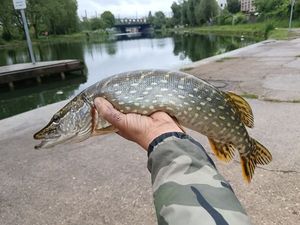 Poisson binôme 