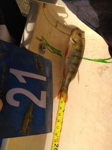 European Perch