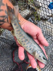 Brown Trout