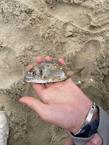 Black Seabream