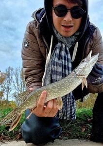 Northern Pike