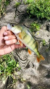European Perch