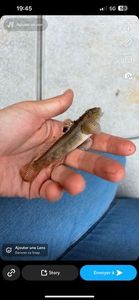 Gobies