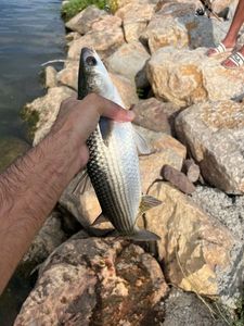 Thinlip grey mullet
