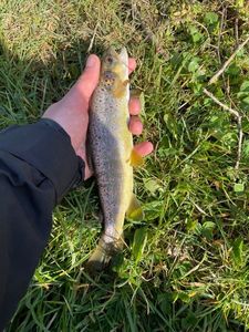 Brown Trout
