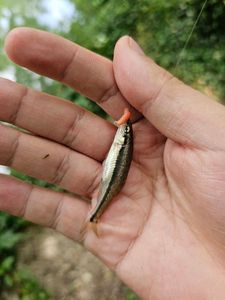 Common Minnow