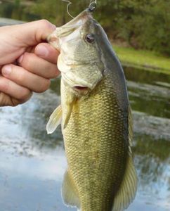 Largemouth Bass