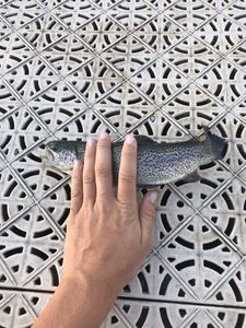 Rainbow Trout