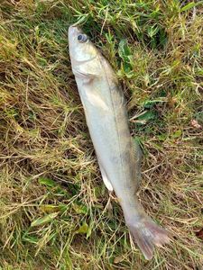 Zander