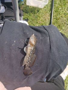 Round Goby