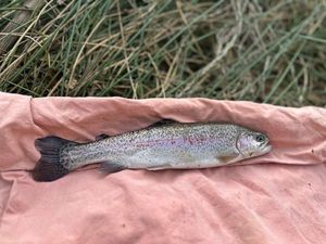 Rainbow Trout