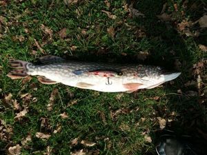 Northern Pike