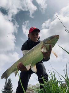 Grass Carp
