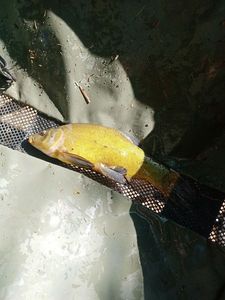 Tench