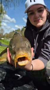 Mirror Carp