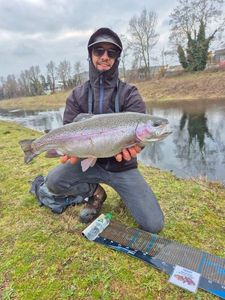 Rainbow Trout