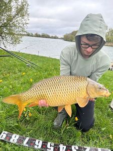 Common Carp