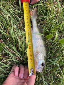 European Perch