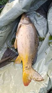 Mirror Carp